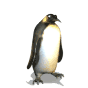 Emoty - pingwin2.gif