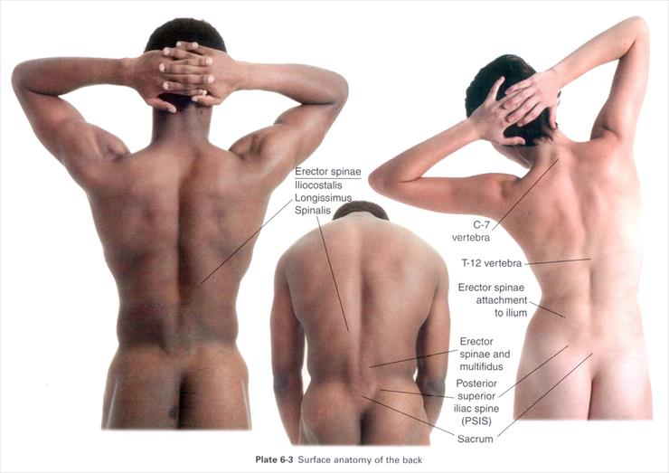 Anatomia masażu - P 6-3.JPG