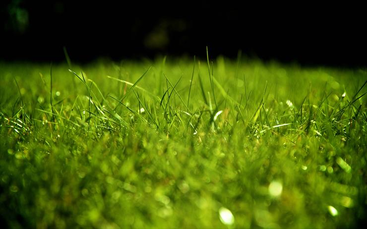 tapety - Grass 4k.jpg