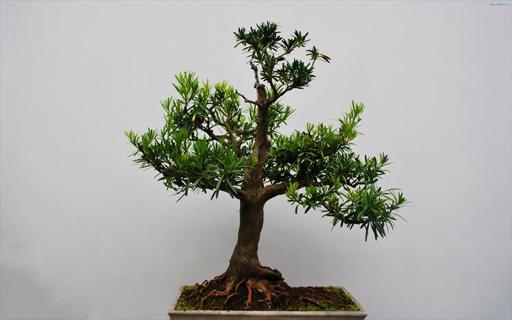 Drzewka Bonsai - 256186_drzewko-bonsai.jpg