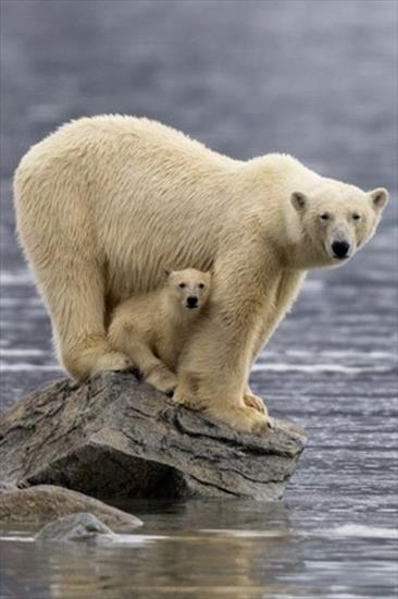 Przerażające Zdjęcia - f24cc98289b2771e65d4d3a37fc877d3--baby-polar-bears-oso-polar.jpg