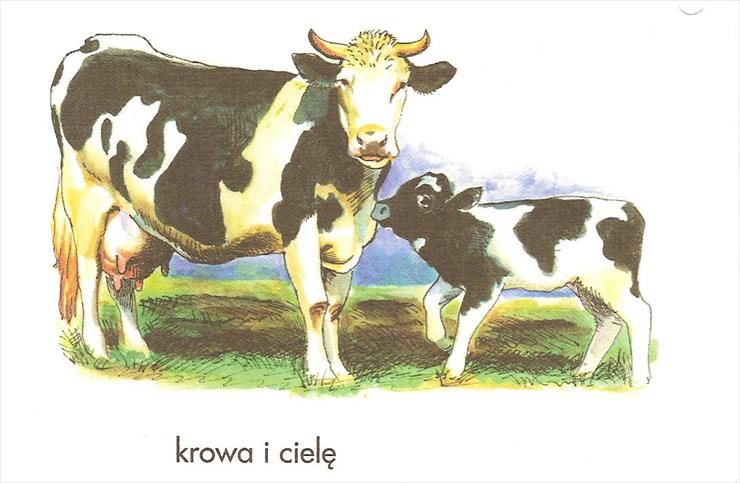 domowe i z  gospodarstwa wiejskiego - krowa1.jpg