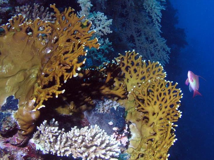 Niebezpieczne zwierzęta morskie - Koral millepora Milleporidae.jpg