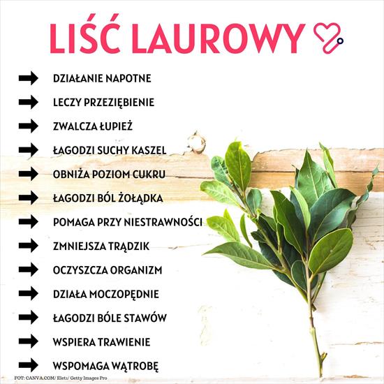 liść laurowy - LIŚĆ LAUROWY2.jpg