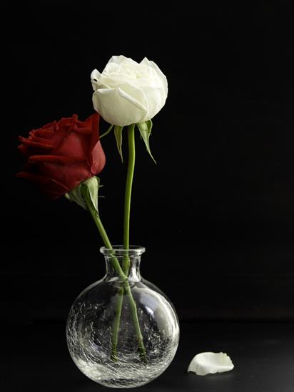 KWIATY - ramo-rosas-rojas-blancas-florero-vidrio-sobre-fondo-negro_73344-151.jpg